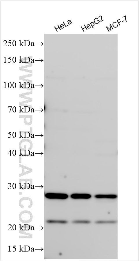 WB analysis using 24575-1-AP