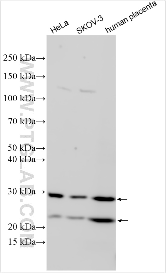 WB analysis using 24575-1-AP