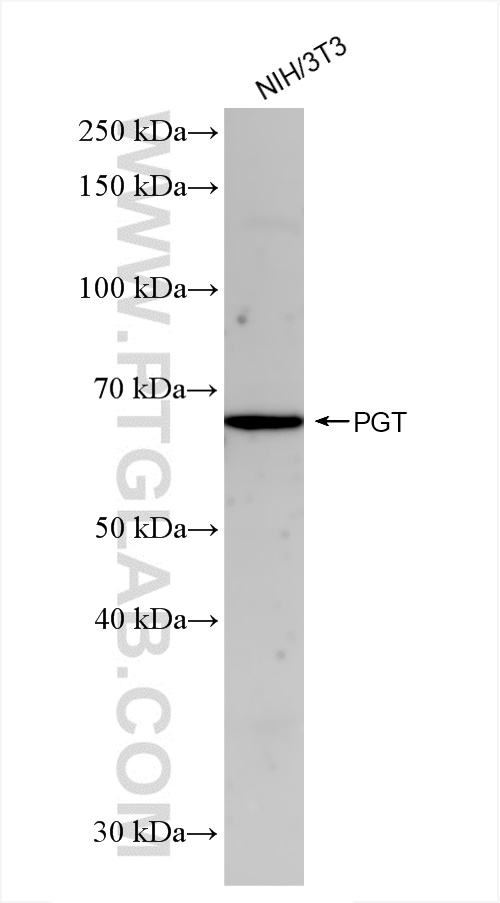 WB analysis of NIH/3T3 using 83302-1-RR