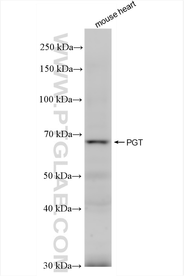 WB analysis of mouse heart using 83302-1-RR (same clone as 83302-1-PBS)