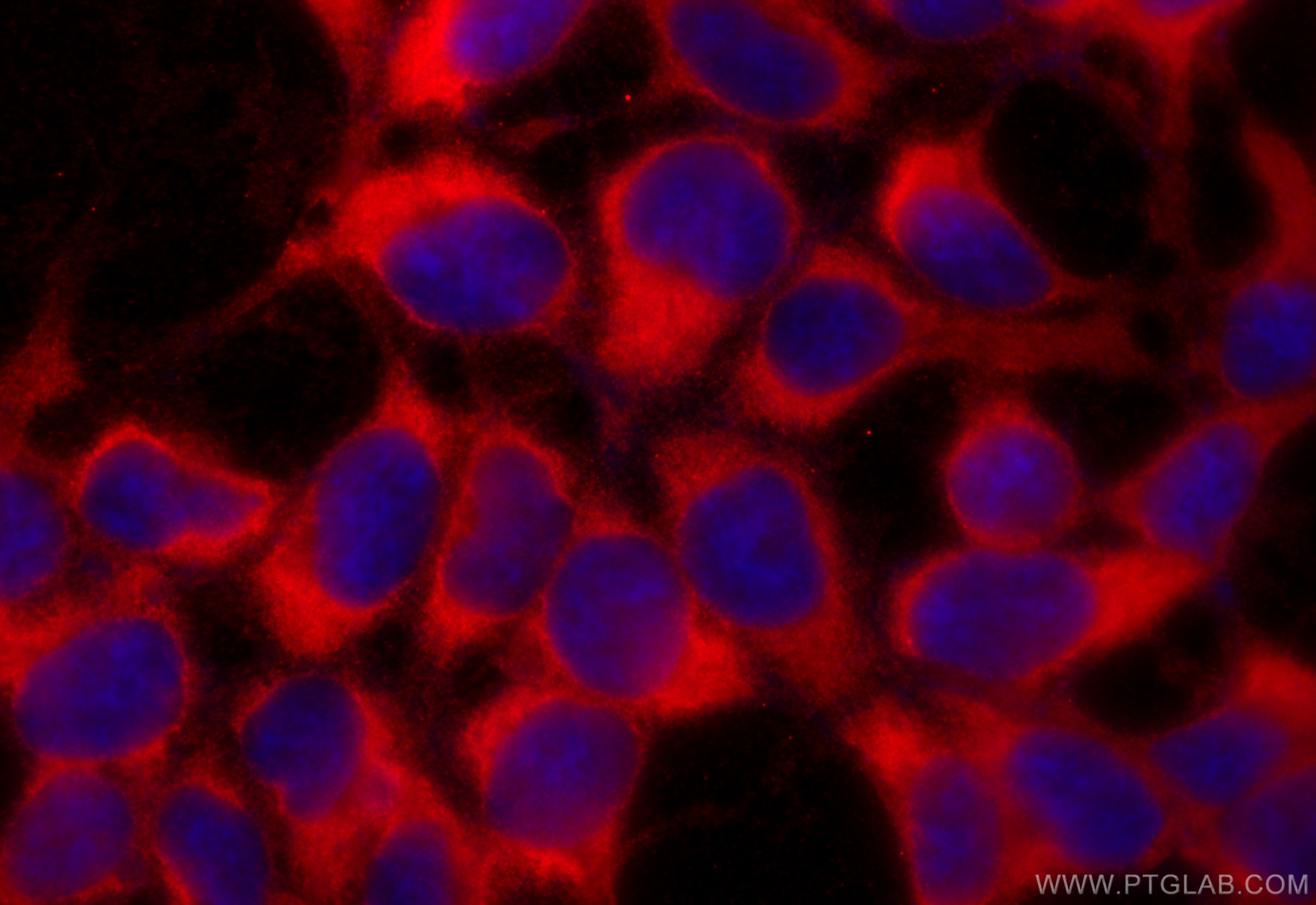 IF Staining of HEK-293 using CL594-66589