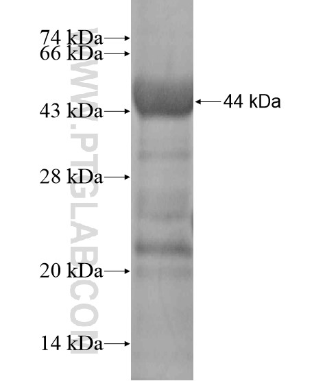 PHEX fusion protein Ag20290 SDS-PAGE