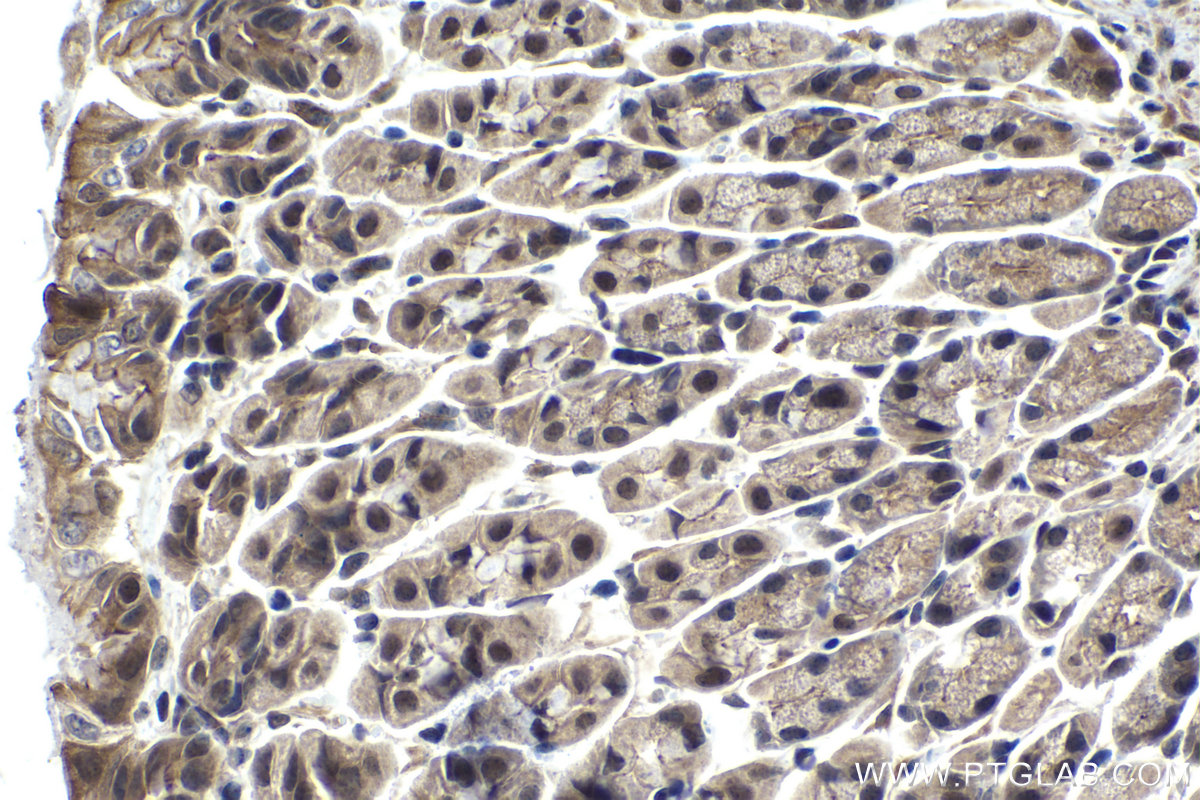 IHC staining of mouse stomach using 15663-1-AP