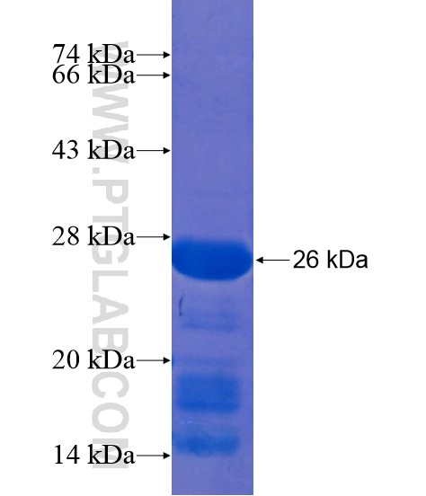 PHF13 fusion protein Ag22088 SDS-PAGE