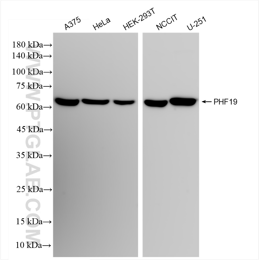 WB analysis using 83892-3-RR