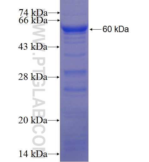 PHF23 fusion protein Ag23044 SDS-PAGE