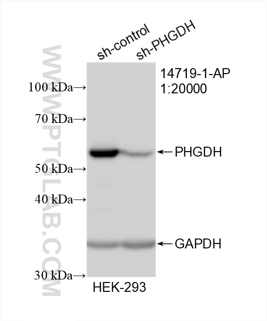 WB analysis of HEK-293 using 14719-1-AP