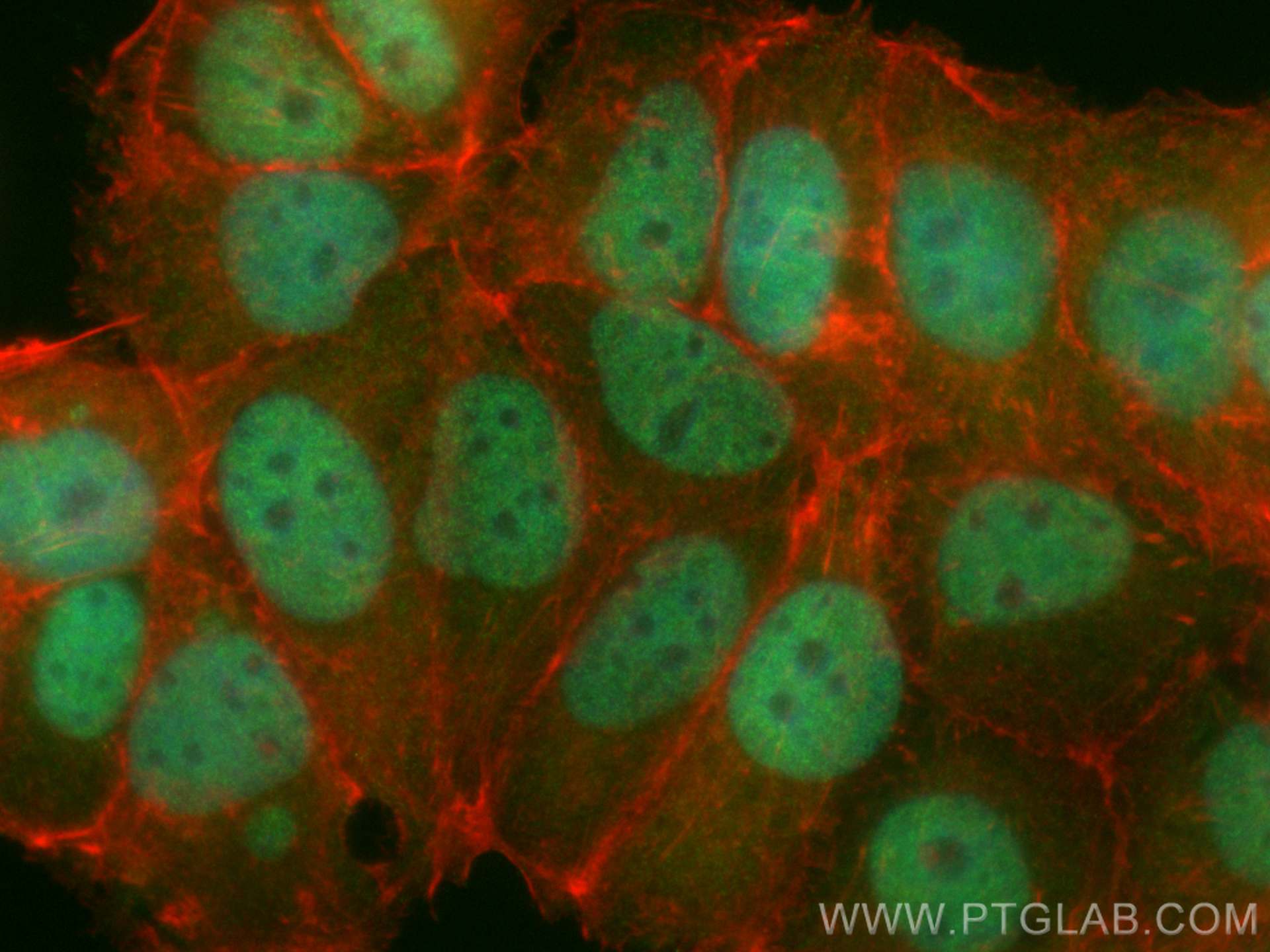 IF Staining of MCF-7 using CL488-20933