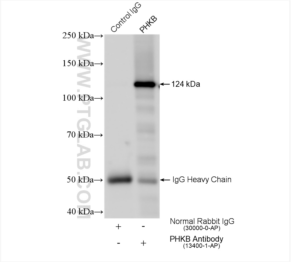 IP experiment of mouse heart using 13400-1-AP