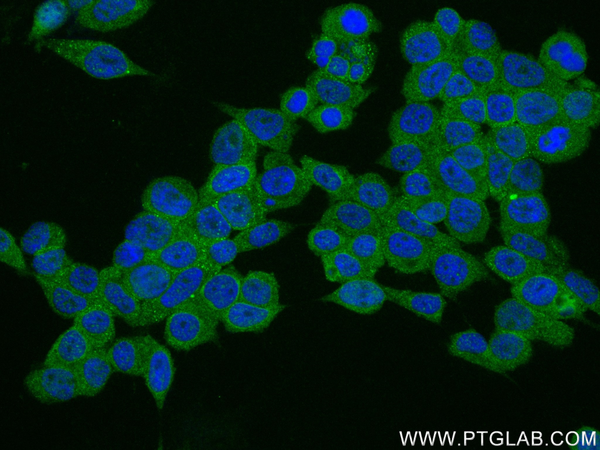 IF Staining of HEK-293 using 83663-2-RR