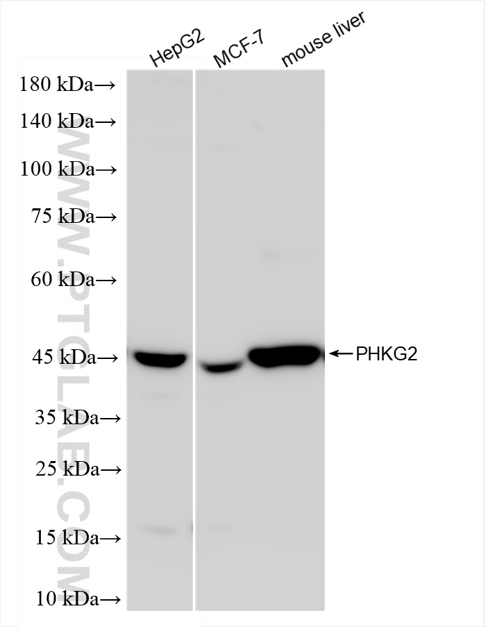 WB analysis using 83663-2-RR