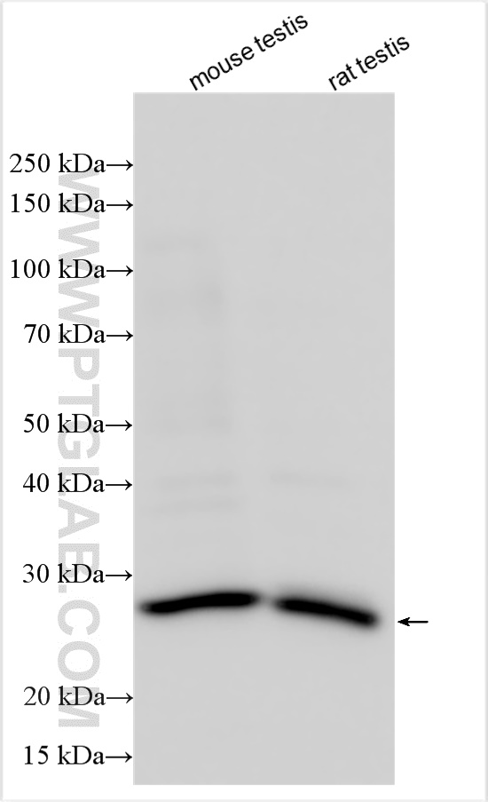 WB analysis using 11869-1-AP