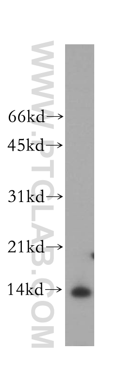 WB analysis of MCF-7 using 13112-1-AP