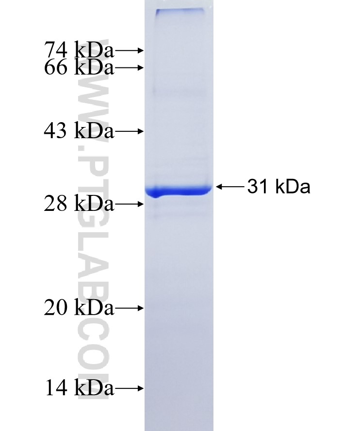 PI15 fusion protein Ag12254 SDS-PAGE