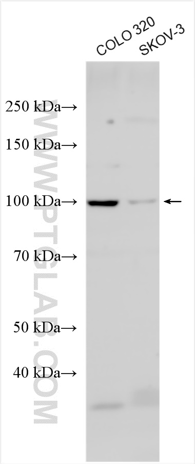 WB analysis using 30527-1-AP