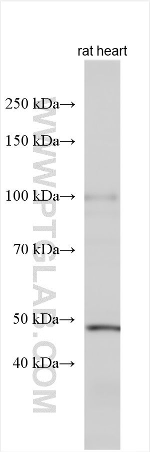 PI16