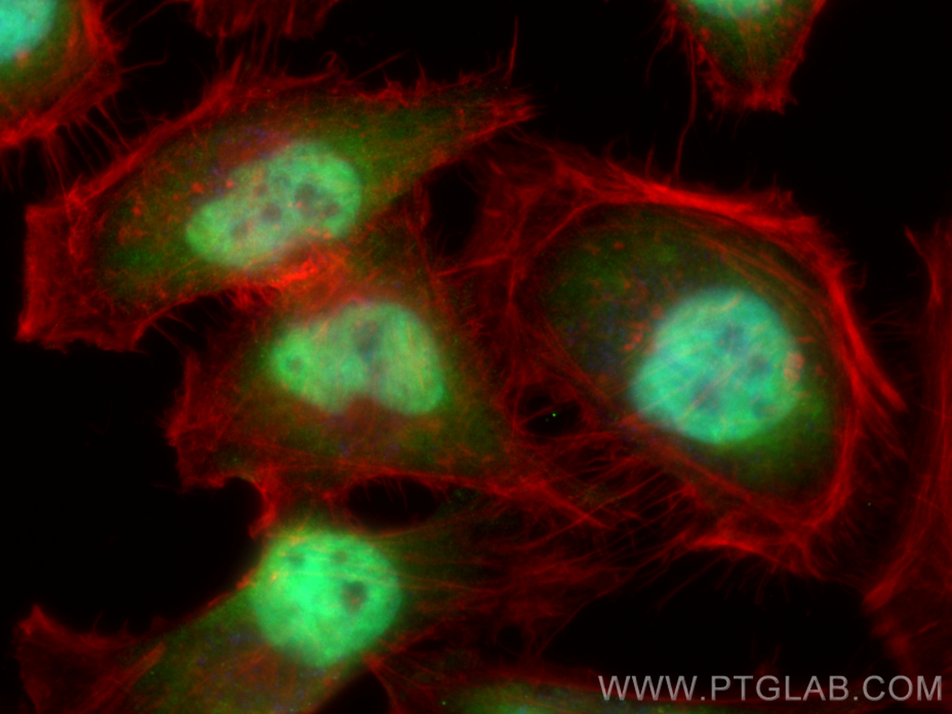 IF Staining of HeLa using CL488-67644