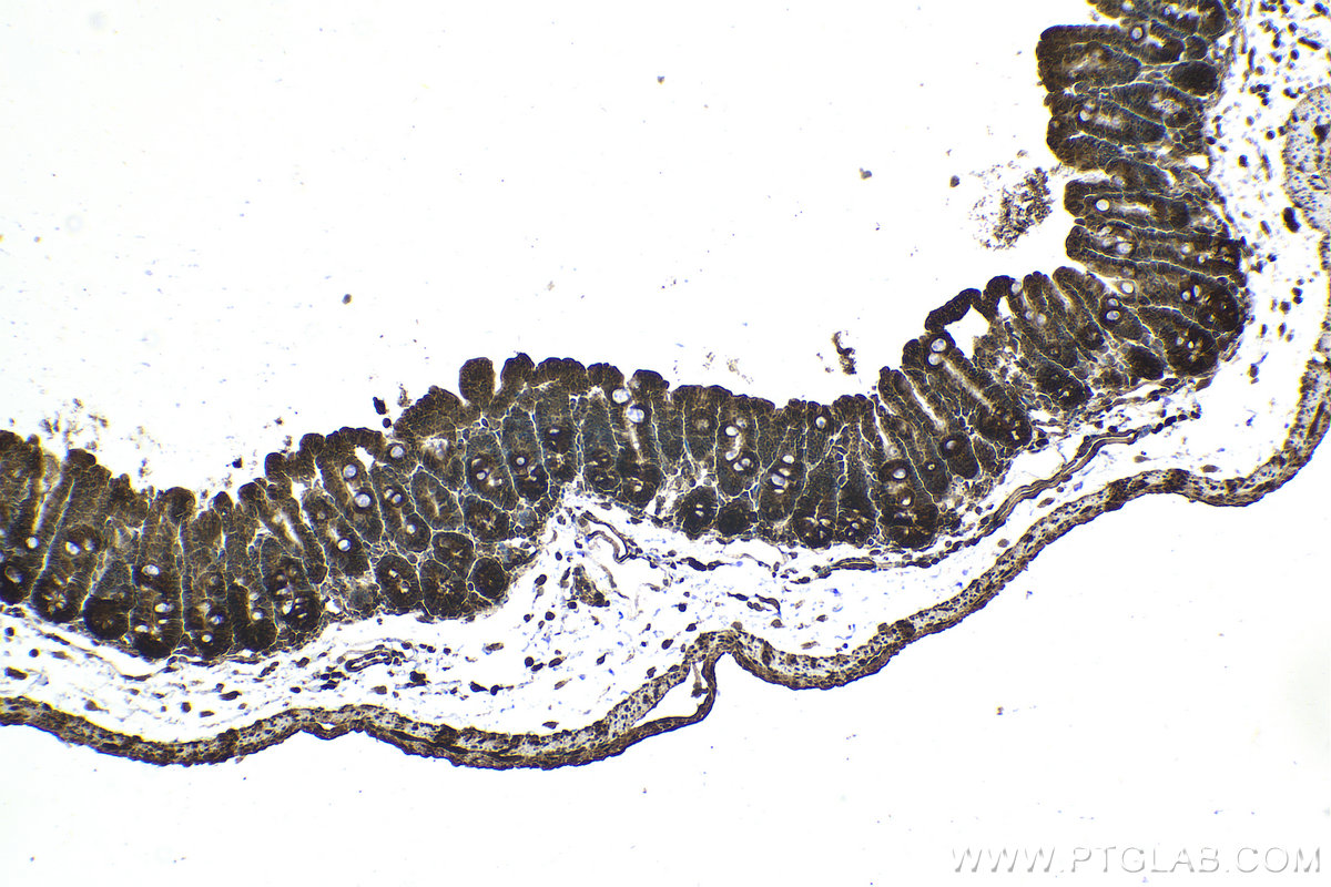 IHC staining of mouse small intestine using 25868-1-AP