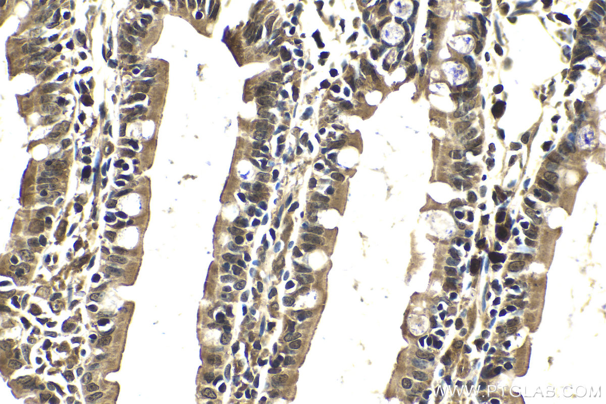 IHC staining of rat small intestine using 25868-1-AP