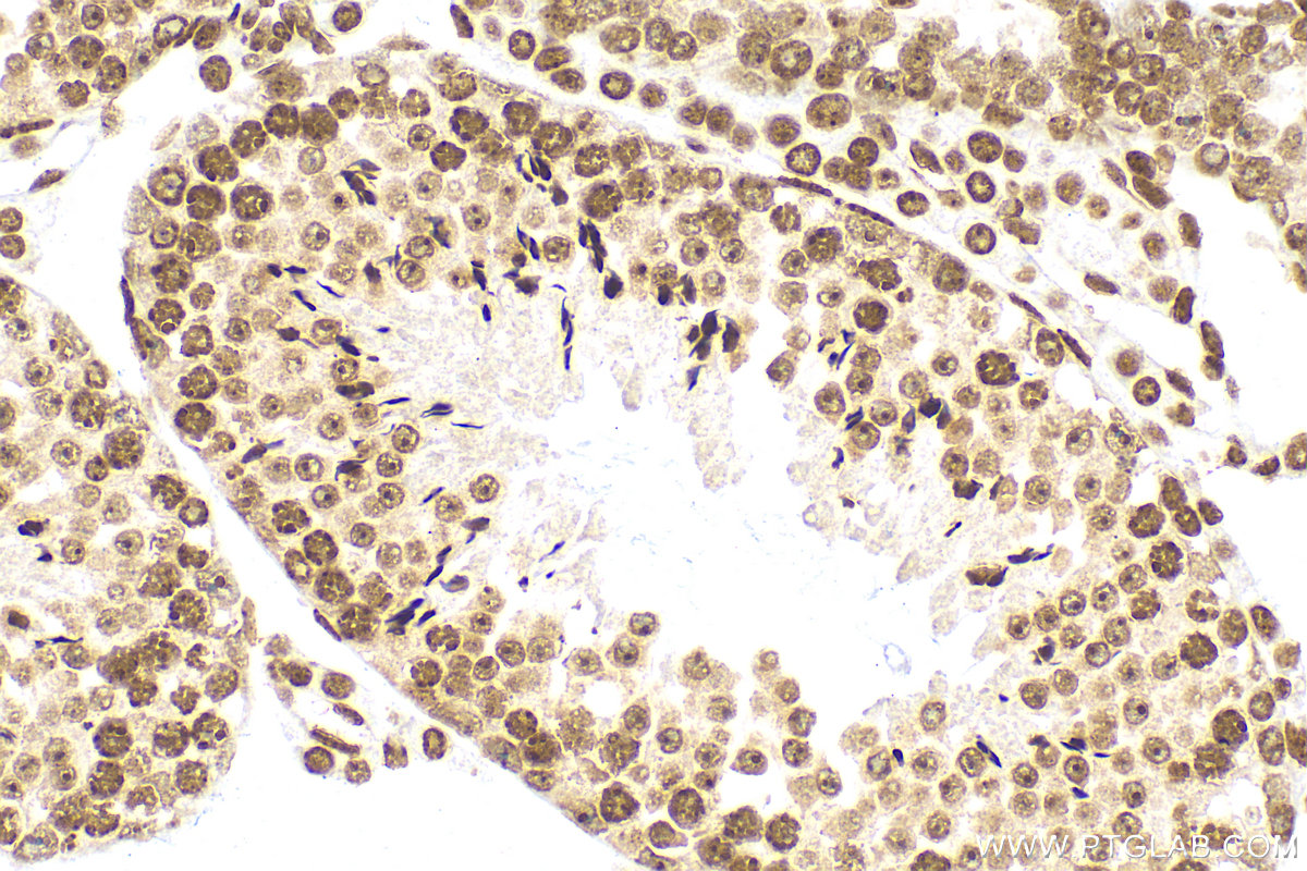 IHC staining of mouse testis using 82873-2-RR (same clone as 82873-2-PBS)