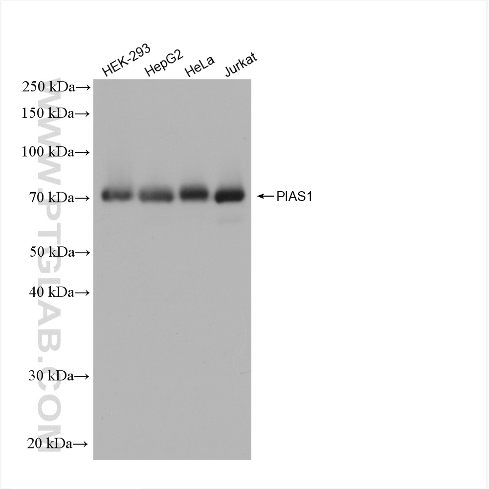 WB analysis using 82873-2-RR (same clone as 82873-2-PBS)