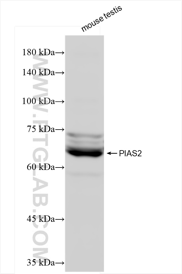 WB analysis of mouse testis using 84189-4-RR