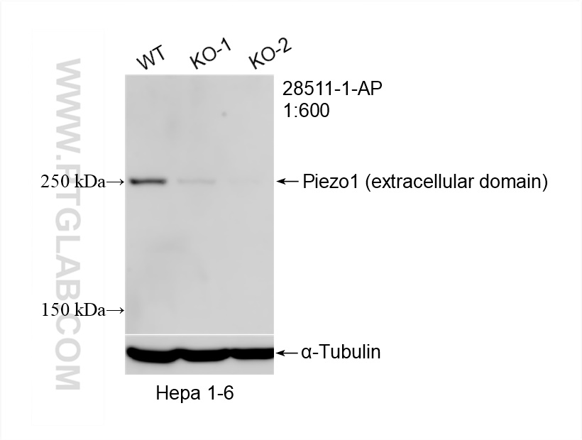 WB analysis using 28511-1-AP