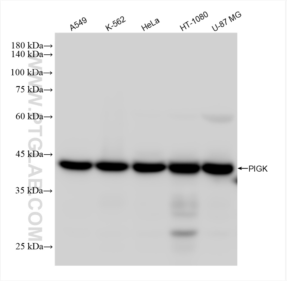 WB analysis using 84568-3-RR (same clone as 84568-3-PBS)