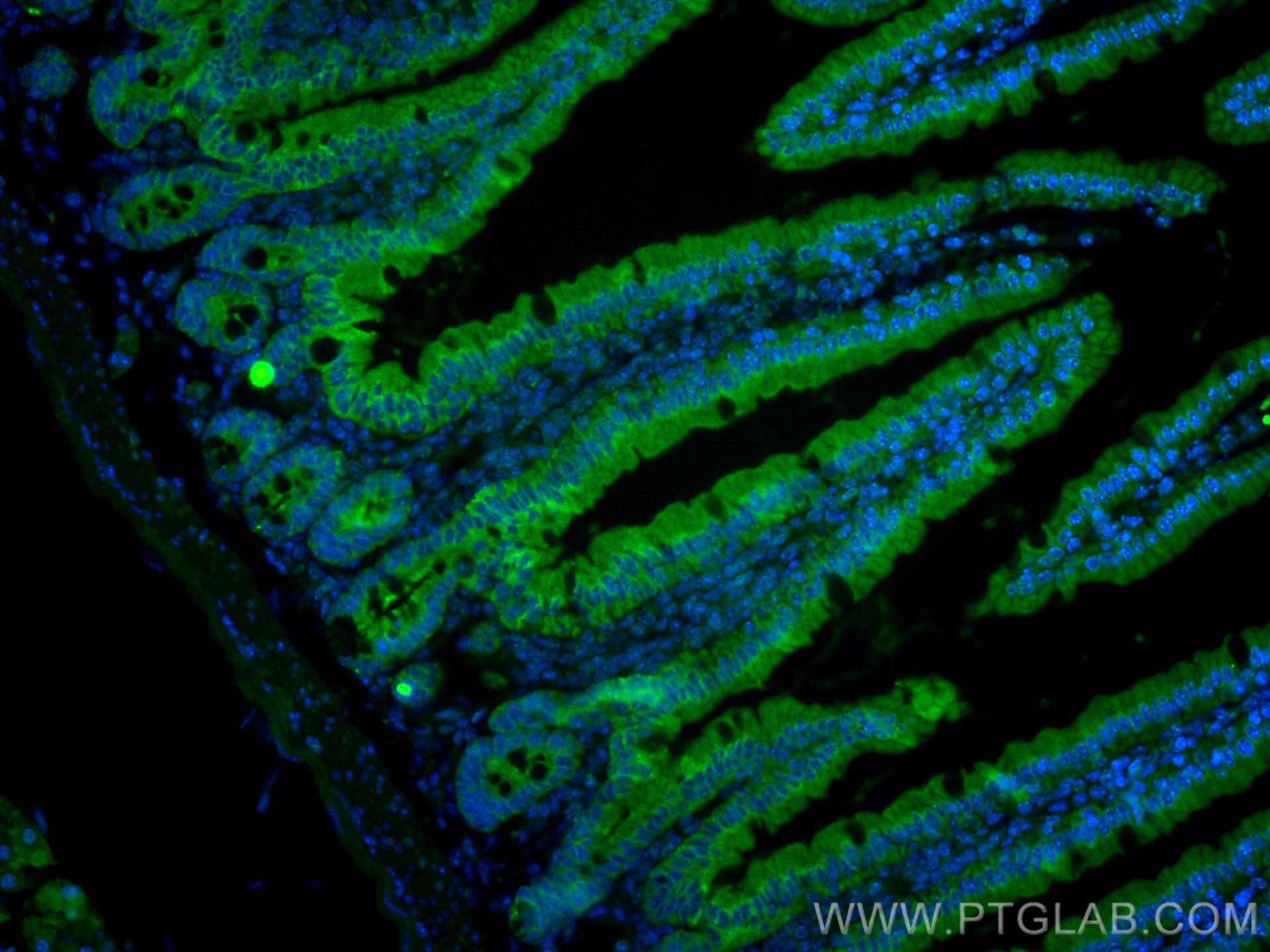 IF Staining of mouse small intestine using CL488-22024