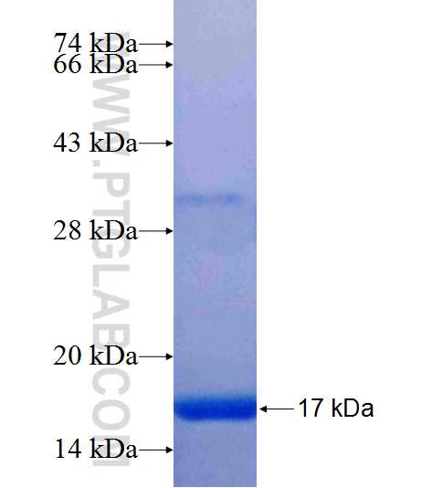 PIGV fusion protein Ag24969 SDS-PAGE