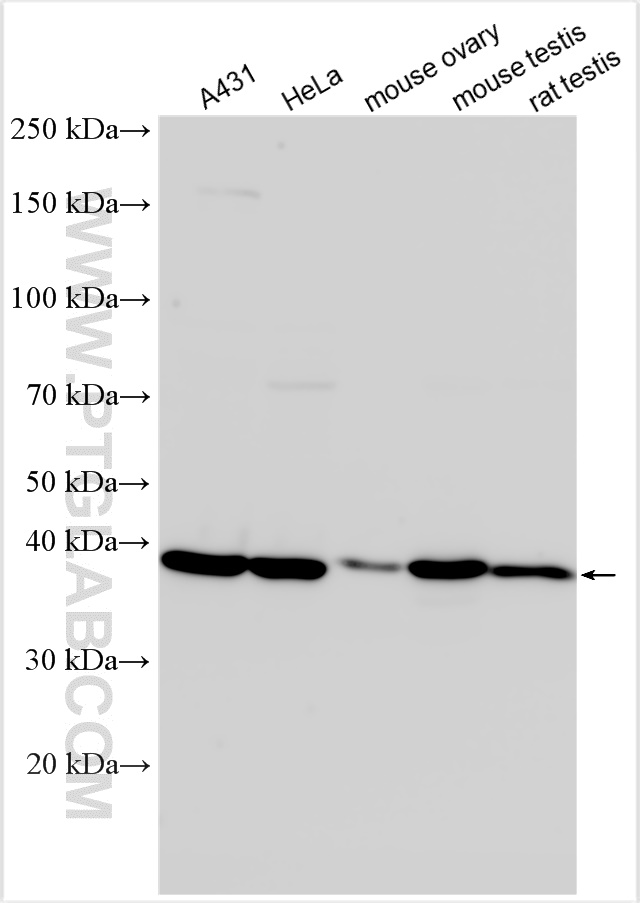 WB analysis using 19427-1-AP