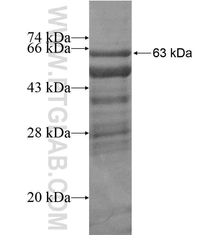 PIK3C2A fusion protein Ag16894 SDS-PAGE
