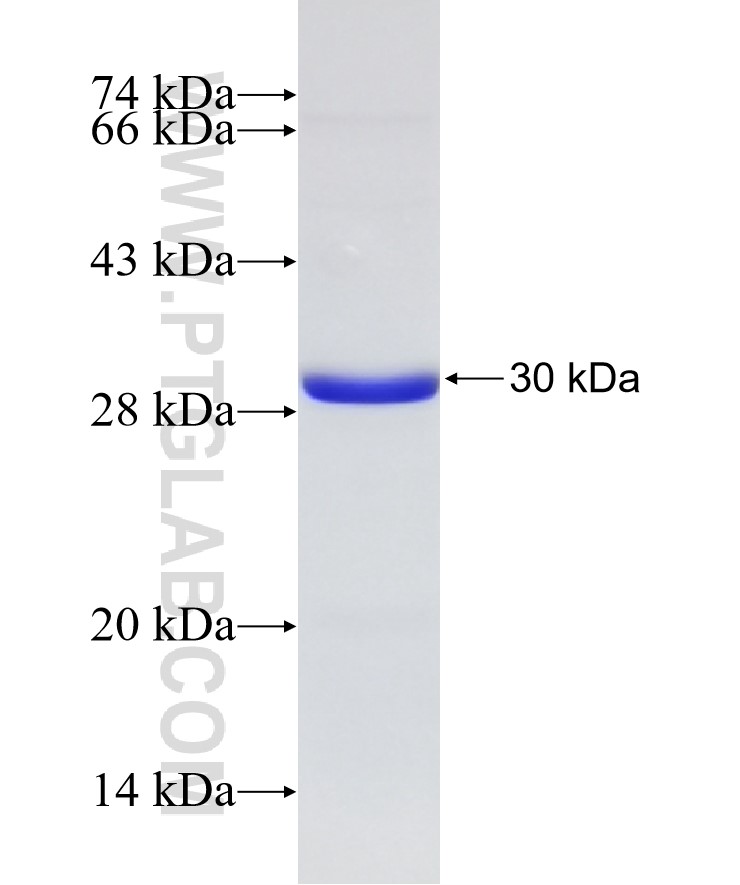 PIK3CA fusion protein Ag27546 SDS-PAGE