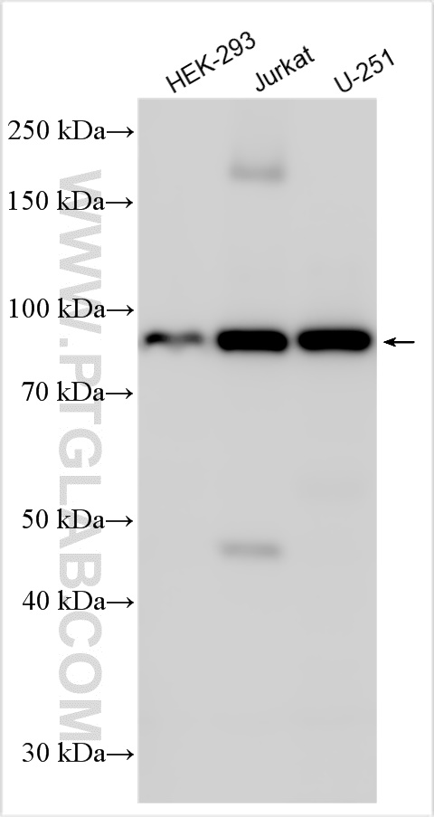 WB analysis using 60225-1-Ig