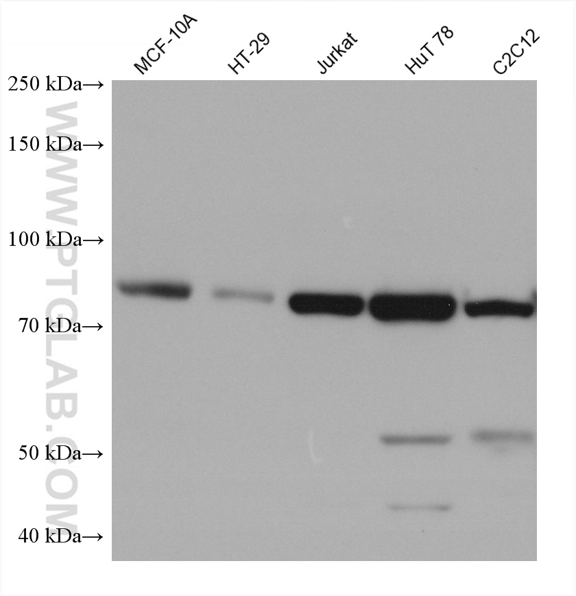 WB analysis using 60225-1-Ig