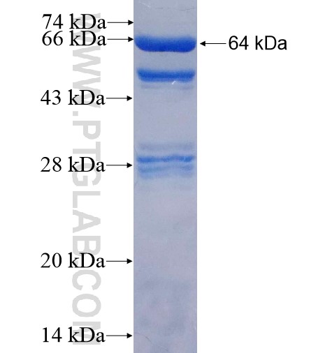 PIK3R2 fusion protein Ag14367 SDS-PAGE