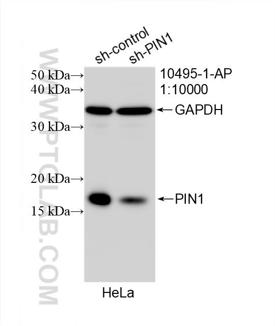 WB analysis of HeLa using 10495-1-AP