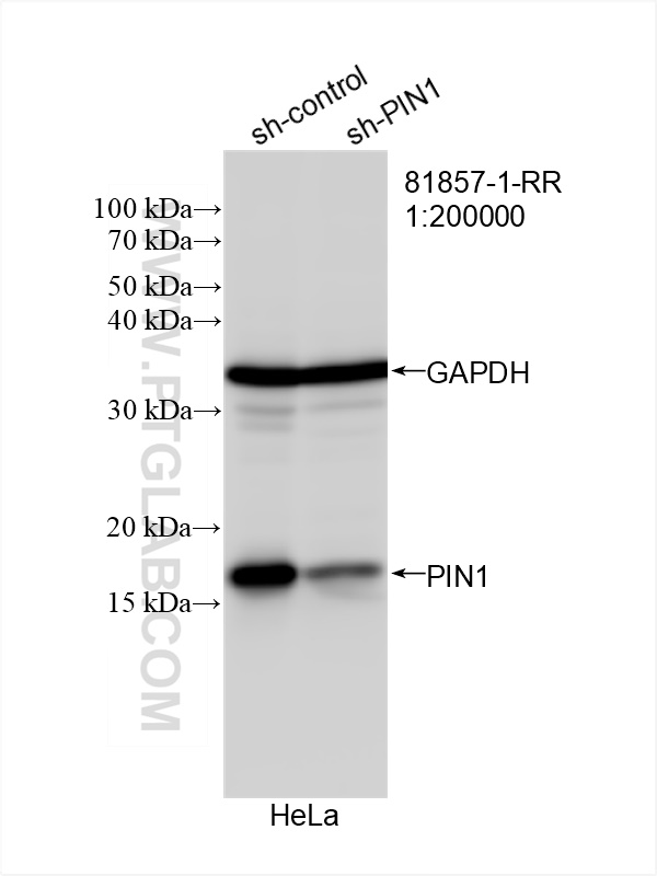 WB analysis of HeLa using 81857-1-RR