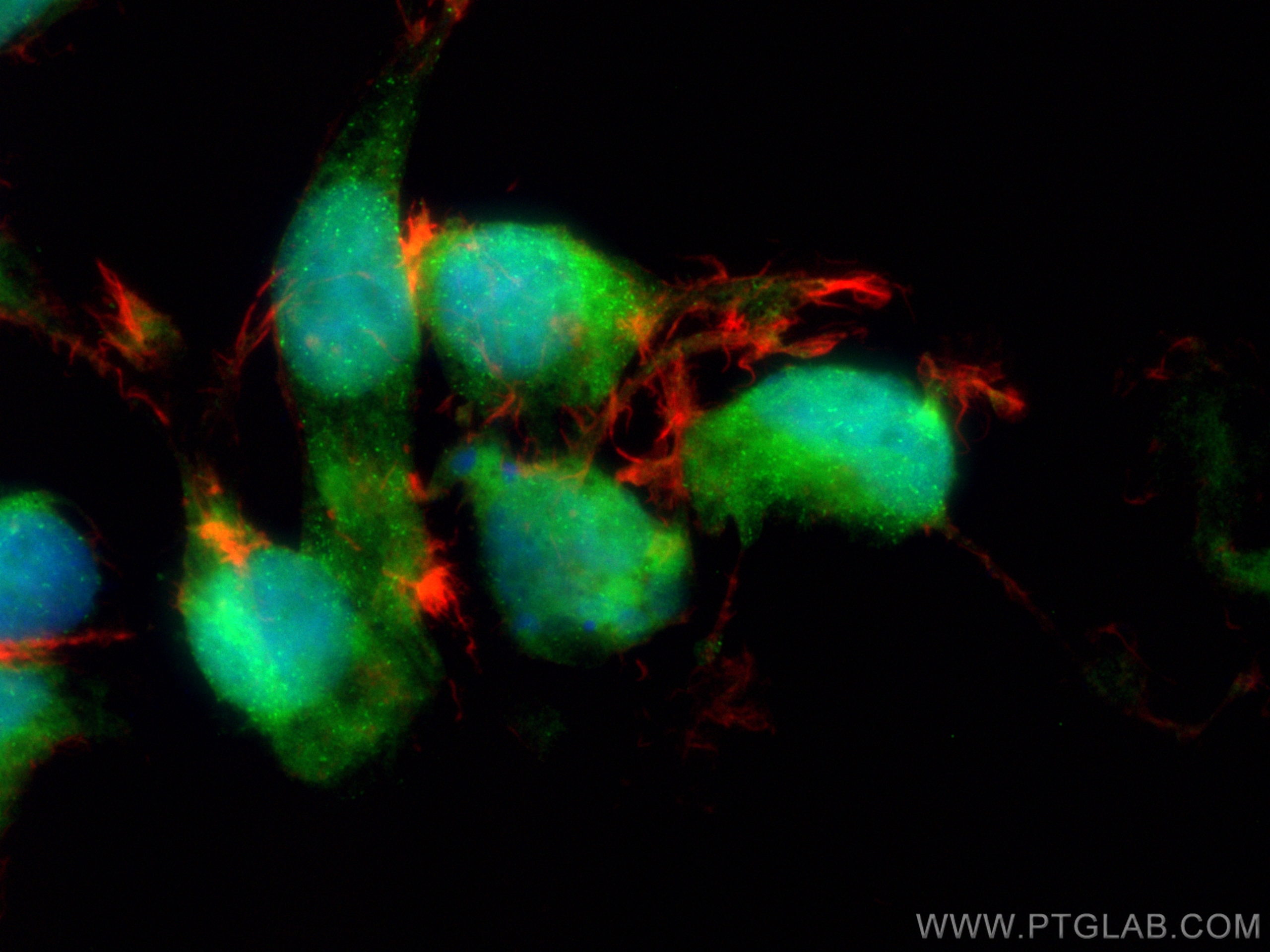 IF Staining of HEK-293 using CL488-68127