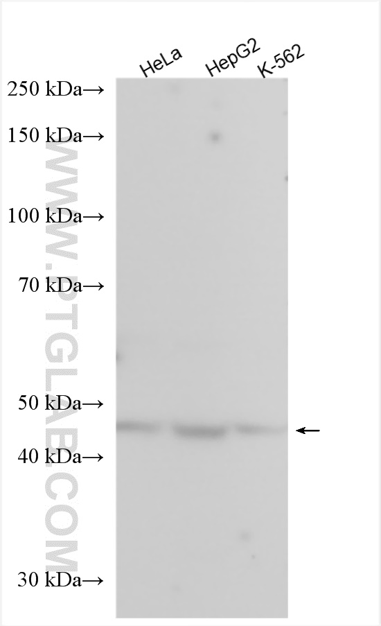 WB analysis using 16401-1-AP