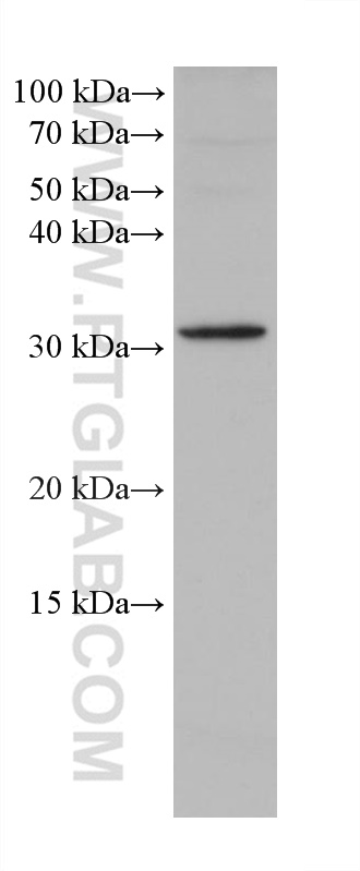 WB analysis of HEK-293 using 67201-1-Ig