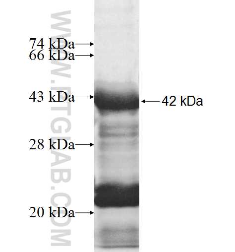 PITX3 fusion protein Ag10038 SDS-PAGE