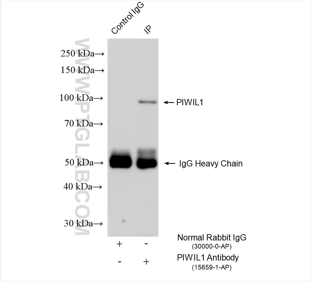 IP experiment of mouse testis using 15659-1-AP