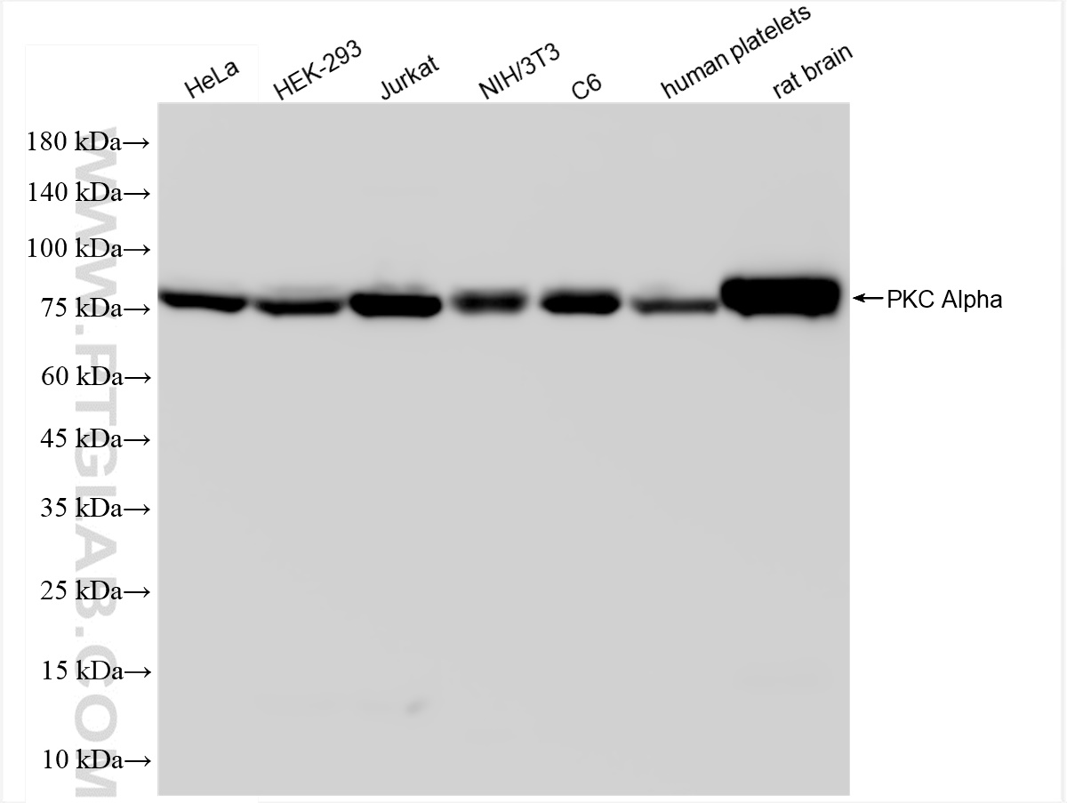 WB analysis using 83840-5-RR (same clone as 83840-5-PBS)