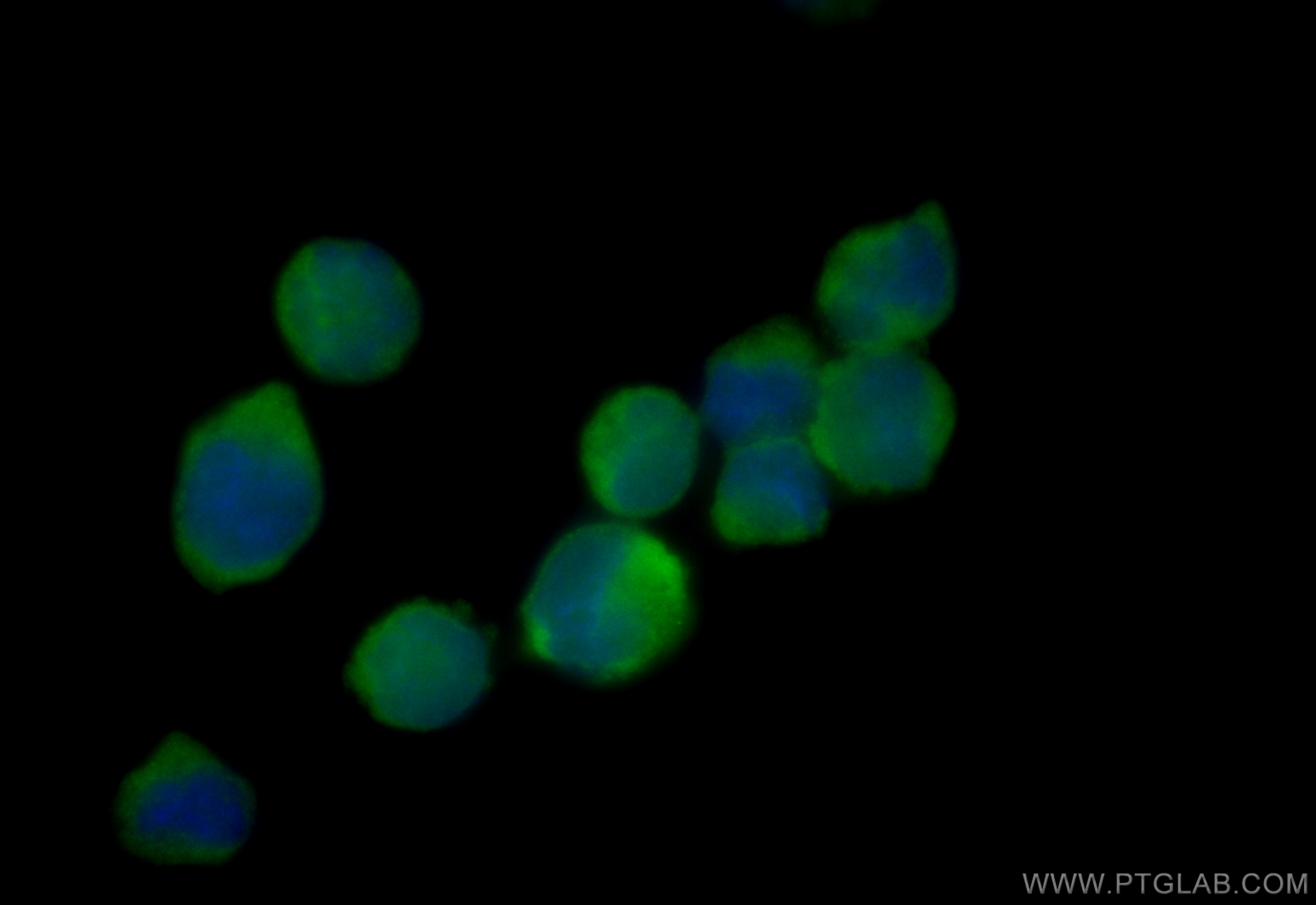 IF Staining of K-562 using CL488-12919