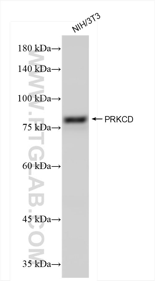 WB analysis of NIH/3T3 using 84261-5-RR (same clone as 84261-5-PBS)