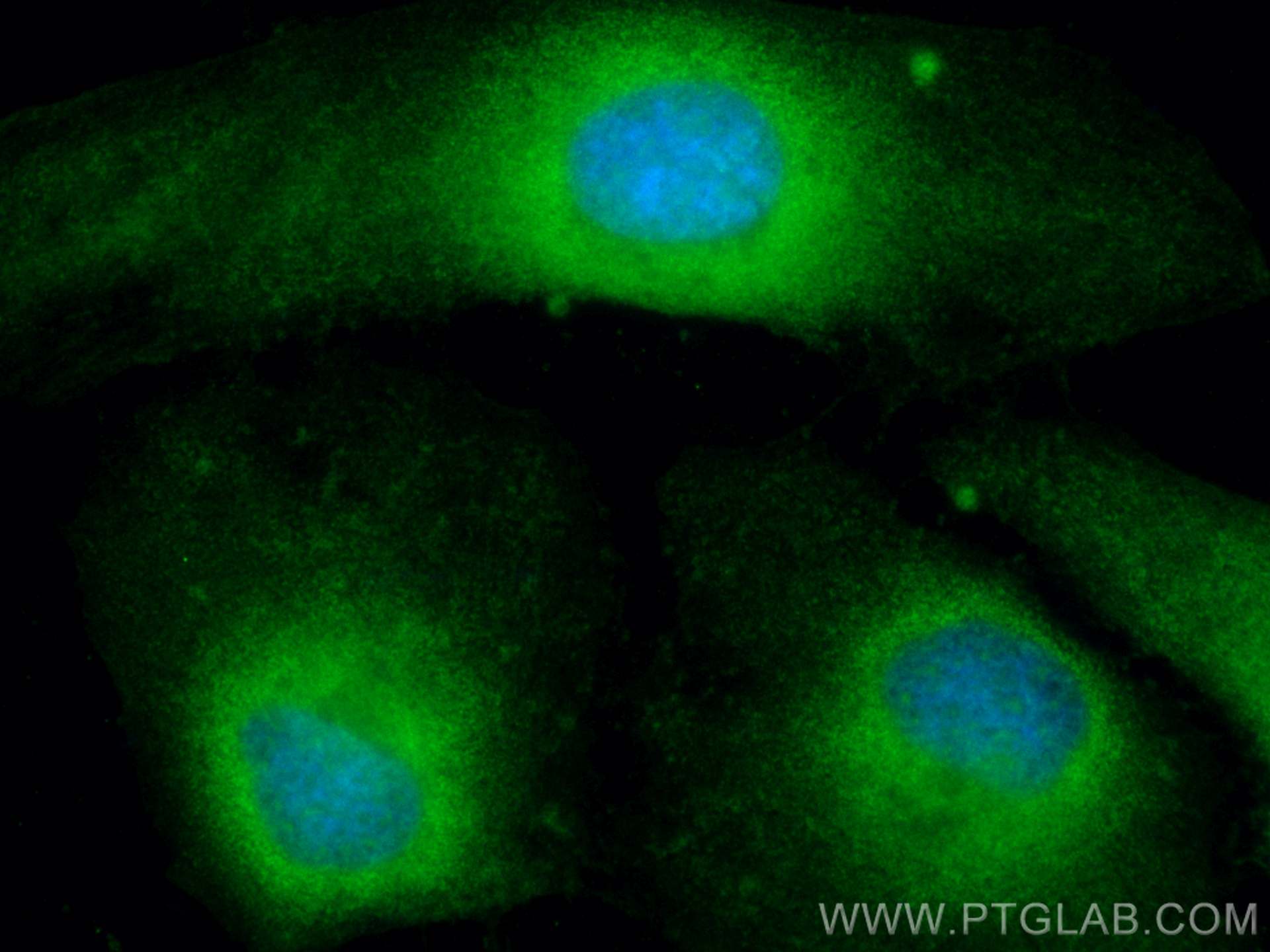 IF Staining of HeLa using CL488-13883