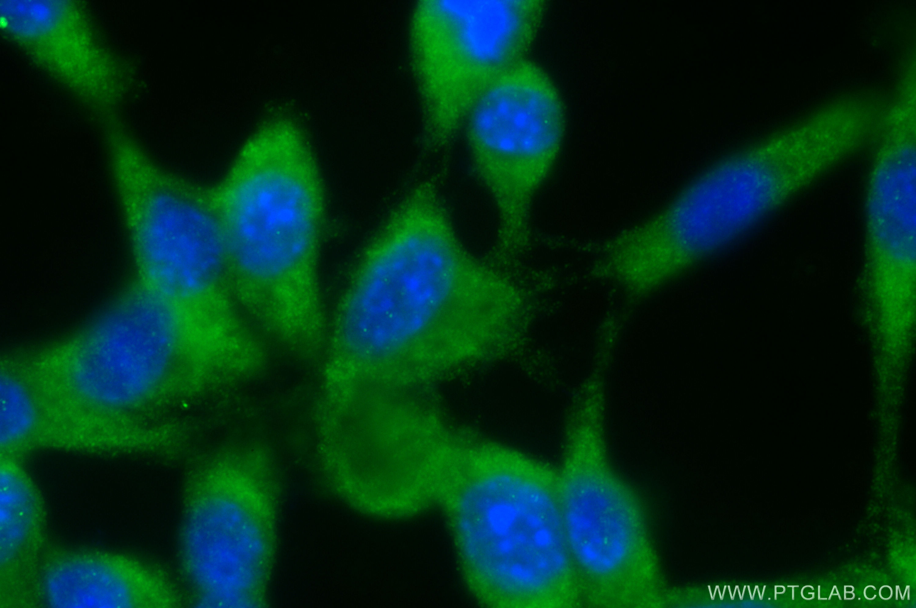 IF Staining of NIH/3T3 using 26899-1-AP