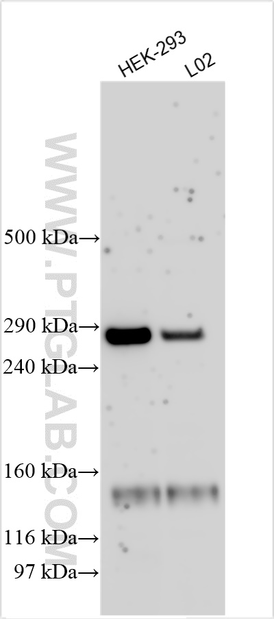 WB analysis using 16333-1-AP