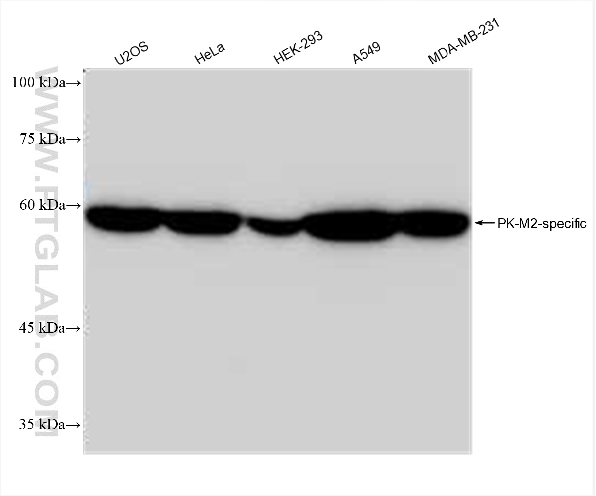 WB analysis using 84451-1-RR